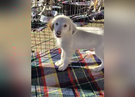 Monia und Mara: zwei Engel mit Plüschohren