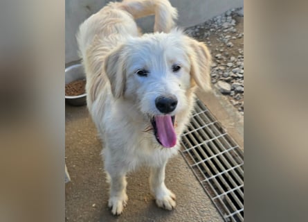 Nicolino: Mini-Retriever verzaubert mit guter Laune