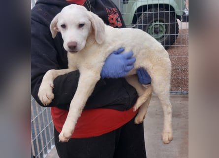 Biba: so klein und so allein