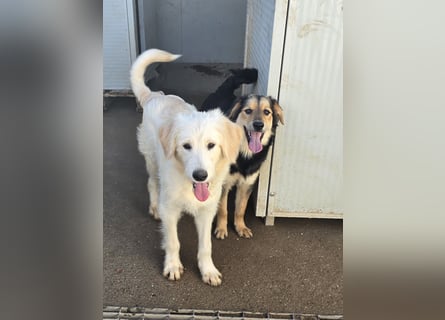 Nicolino: Mini-Retriever verzaubert mit guter Laune