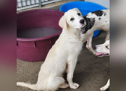 Pallino: verloren im Tierheim