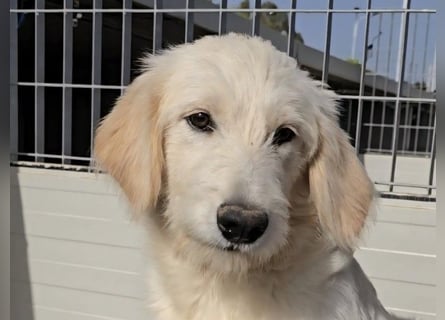 Nicolino: Mini-Retriever verzaubert mit seinem Wesen