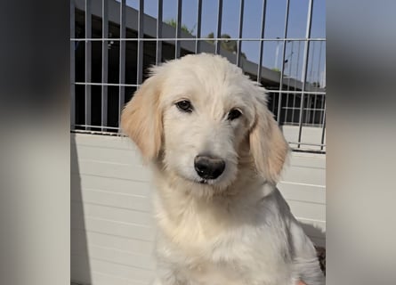 Nicolino: Mini-Retriever verzaubert mit guter Laune