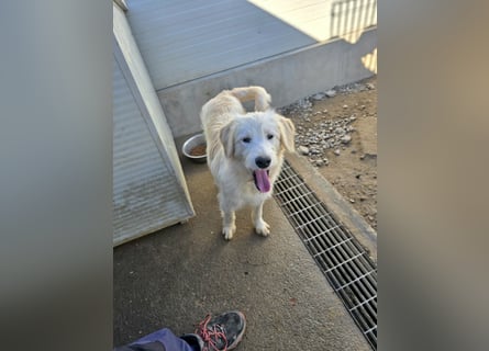 Nicolino: Mini-Retriever verzaubert mit seinem Wesen