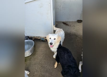 Nicolino: Mini-Retriever verzaubert mit guter Laune