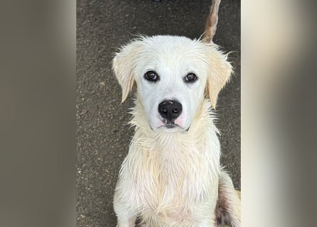 Pallino: verloren im Tierheim