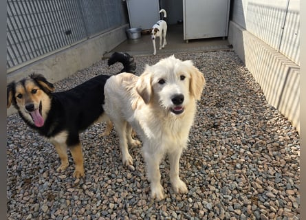 Nicolino: Mini-Retriever verzaubert mit seinem Wesen