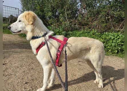 Tesorina: einfach unwiderstehlich