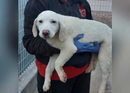 Bibo: so klein und so allein