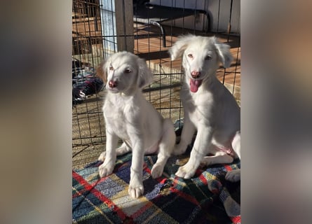 Monia und Mara: zwei Engel mit Plüschohren