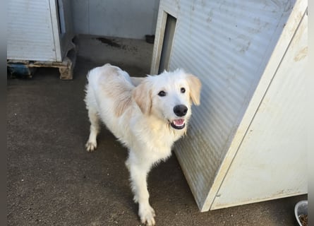 Nicolino: Mini-Retriever verzaubert mit guter Laune