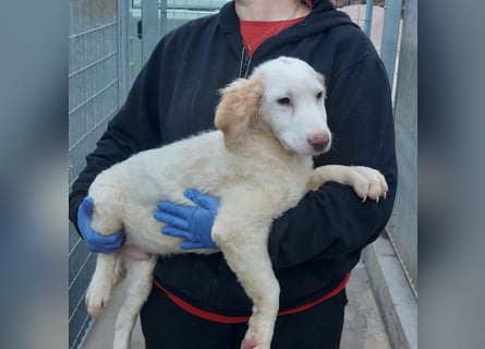 Bubo: so klein und so allein