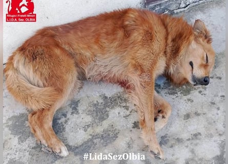 Rufus: Rettung in letzter Sekunde