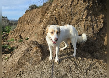 Naya: eine Familienhündin sucht Anschluss