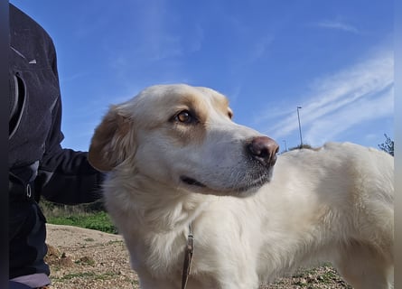 Naya: eine Familienhündin sucht Anschluss