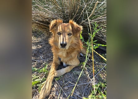 Rufus: Rettung in letzter Sekunde