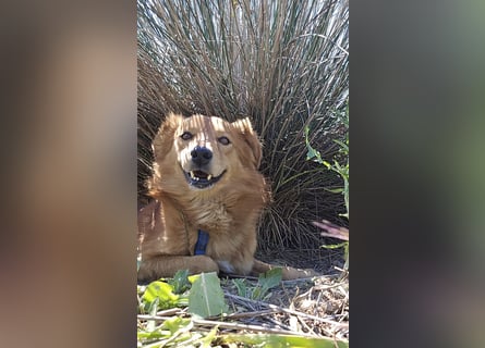 Rufus: Rettung in letzter Sekunde