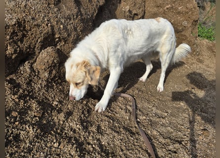 Naya: eine Familienhündin sucht Anschluss