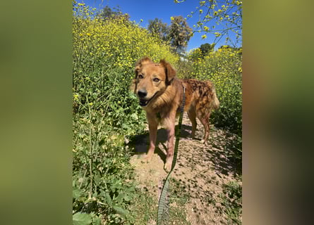 Rufus: Rettung in letzter Sekunde