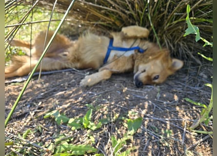 Rufus: Rettung in letzter Sekunde