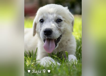 Baja, Badu, Bambi, Scorpio und   Brownie suchen ab August ein Zuhause