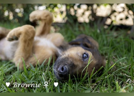 Baja,  Bambi, Scorpio und   Brownie suchen ab August ein Zuhause