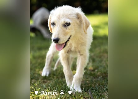 Baja, Badu, Bambi, Scorpio und   Brownie suchen ab August ein Zuhause