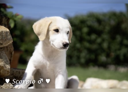 Baja, Badu, Bambi, Scorpio und   Brownie suchen ab August ein Zuhause