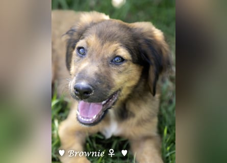 Baja, Badu, Bambi, Scorpio und   Brownie suchen ab August ein Zuhause