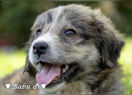 Baja, Badu, Bambi, Scorpio und   Brownie suchen ab August ein Zuhause