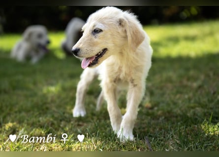 Baja,  Bambi, Scorpio und   Brownie suchen ab August ein Zuhause