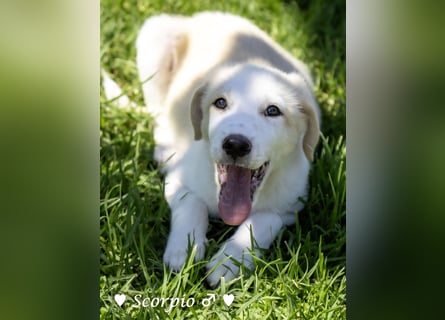 Baja, Badu, Bambi, Scorpio und   Brownie suchen ab August ein Zuhause
