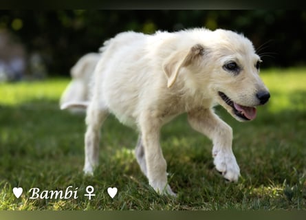 Baja, Badu, Bambi, Scorpio und   Brownie suchen ab August ein Zuhause
