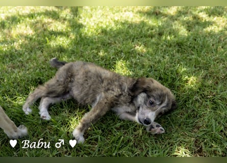 Baja, Badu, Bambi, Scorpio und   Brownie suchen ab August ein Zuhause
