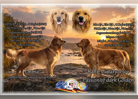 Dark Golden Retriever Rüde