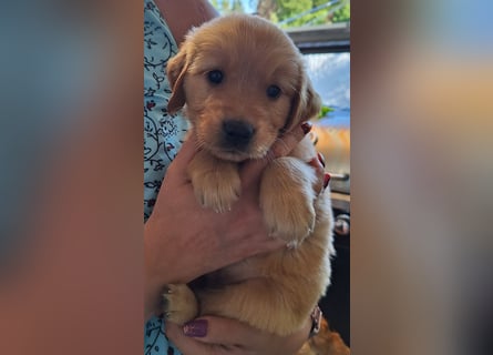 Dark Golden Retriever Rüde
