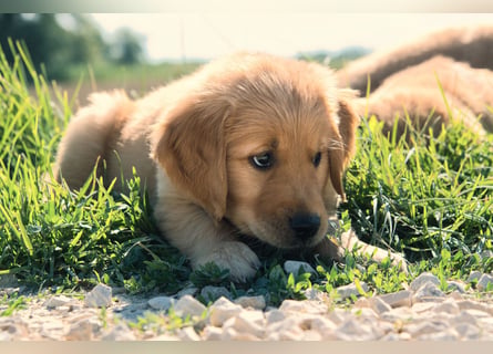 Dark Golden Retriever Rüde