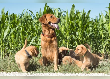 Dark Golden Retriever Rüde