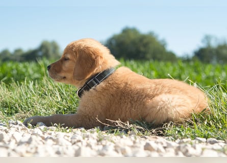 Dark Golden Retriever Rüde