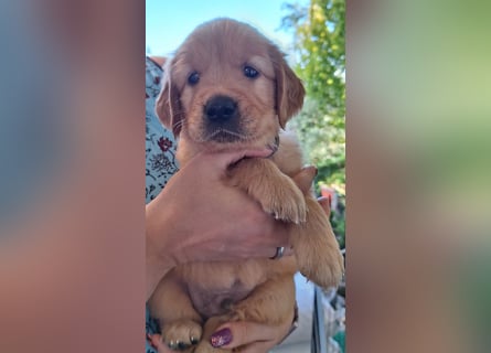 Dark Golden Retriever Rüde