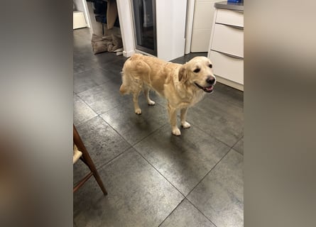 Golden Retriever abzugeben