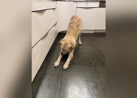 Golden Retriever abzugeben