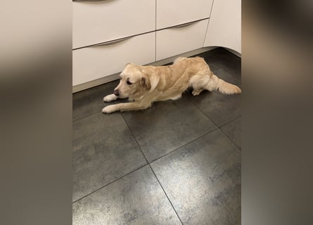 Golden Retriever abzugeben