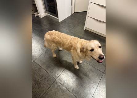 Golden Retriever abzugeben