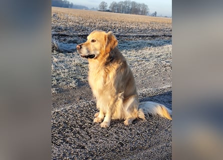 Wir suchen ein liebevolles neues Zuhause für unseren Leo