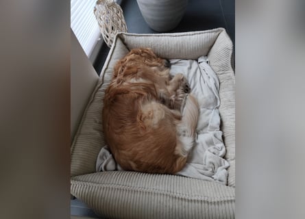 Wir suchen ein liebevolles neues Zuhause für unseren Leo