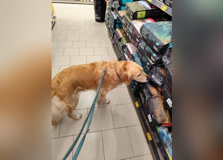 Wir suchen ein liebevolles neues Zuhause für unseren Leo