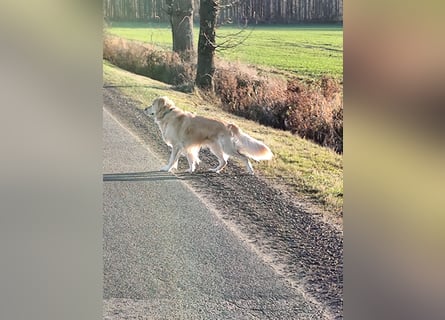 Wir suchen ein liebevolles neues Zuhause für unseren Leo