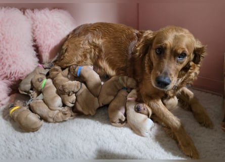 Wunderschöne Golden Retriever Welpen aus Körverpaarung