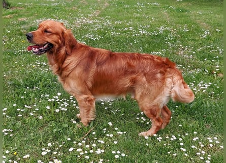 Wunderschöne Golden Retriever Welpen aus Körverpaarung